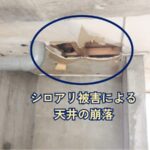 雨漏りがシロアリを呼ぶ！？知らないと怖い湿気被害の連鎖とは