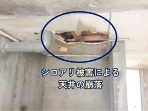 雨漏りがシロアリを呼ぶ！？知らないと怖い湿気被害の連鎖とは