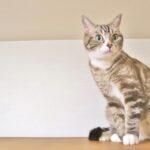 ペットの異変で雨漏りがわかる？動物が感じ取る湿気の変化