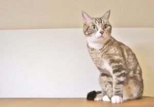 ペットの異変で雨漏りがわかる？動物が感じ取る湿気の変化